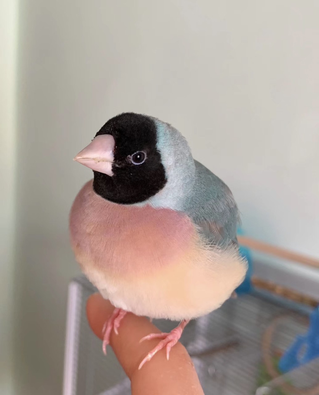 七彩文鳥