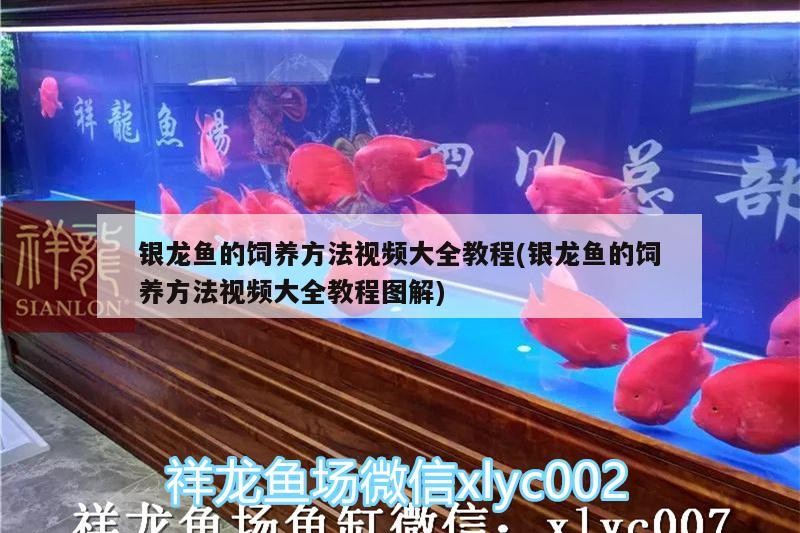 銀龍魚的飼養(yǎng)方法視頻大全教程(銀龍魚的飼養(yǎng)方法視頻大全教程圖解)