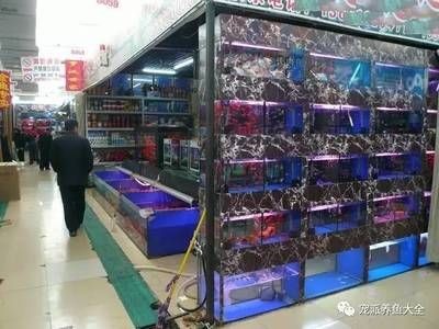 觀賞魚巿場（觀賞魚市場發展前景如何？）