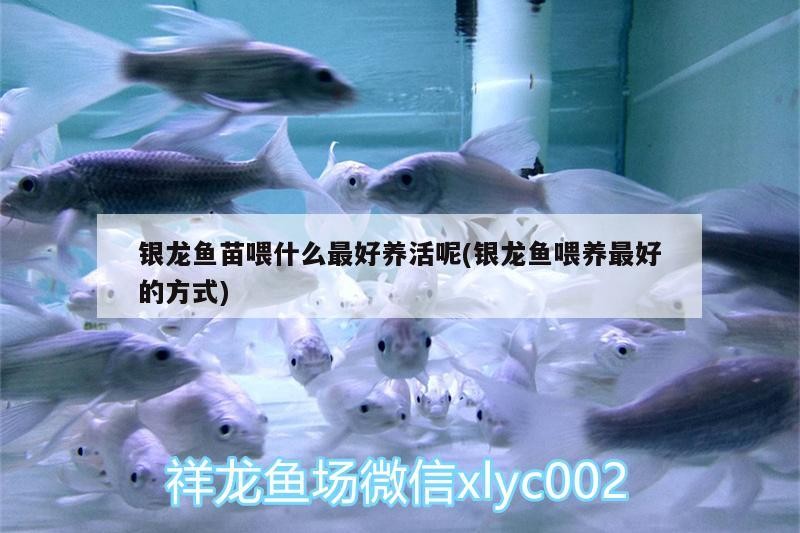 銀龍魚苗喂什么最好養(yǎng)活呢(銀龍魚喂養(yǎng)最好的方式)