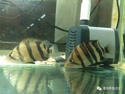 虎魚吧 百度貼吧官網(wǎng)：虎魚吧百度貼吧