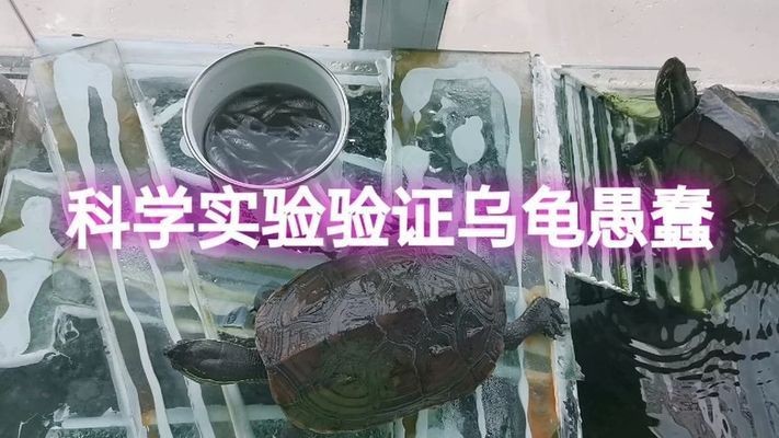 豬鼻龜智商高嗎:世界上最可愛的烏龜------豬鼻龜 豬鼻龜百科 第1張 豬鼻龜智商高嗎:世界上最可愛的烏龜------豬鼻龜 豬鼻龜智商高嗎:世界上最可愛的烏龜------豬鼻龜 豬鼻龜百科 第1張