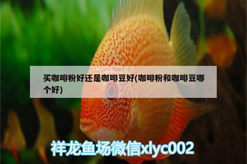 買咖啡粉好還是咖啡豆好(咖啡粉和咖啡豆哪個好)
