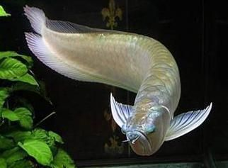 過背金龍魚怎么養(yǎng)殖的呢圖片：養(yǎng)殖過背金龍魚的注意事項(xiàng)