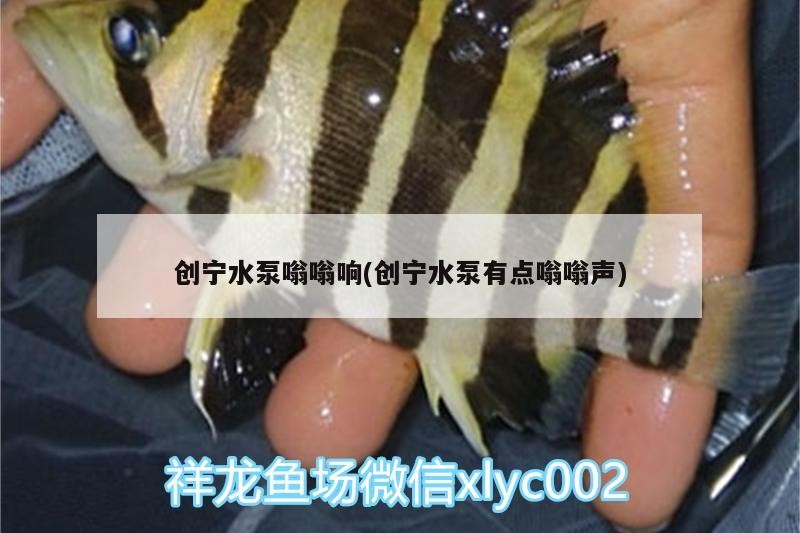 創寧水泵嗡嗡響(創寧水泵有點嗡嗡聲)