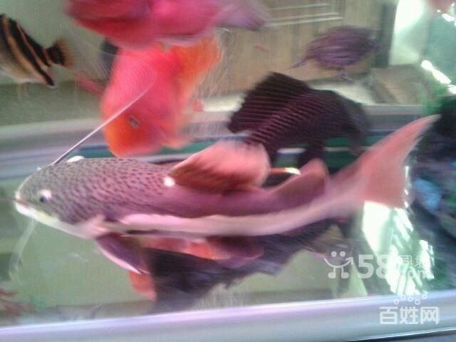 虎魚鸚鵡混養喂食問題：虎魚和鸚鵡魚可以一起混養嗎