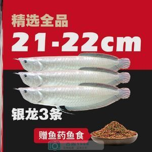印尼小紅龍魚日常飼料選擇：印尼小紅龍魚日常飼料選擇的建議和管理建議