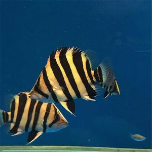 虎魚的樣子長什么樣子：虎魚的外觀特征豐富多彩， 虎魚的樣子長什么樣子：虎魚的外觀特征豐富多彩， 虎魚百科 第3張