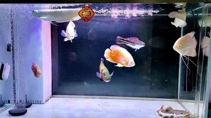 混養(yǎng)魚色彩搭配建議，混養(yǎng)魚的色彩搭配建議