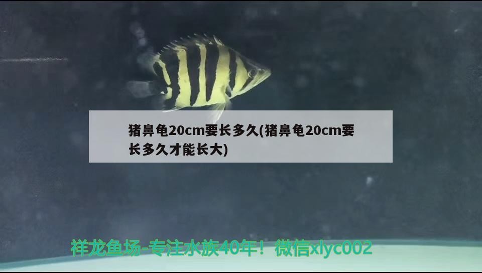 豬鼻龜20cm要長多久(豬鼻龜20cm要長多久才能長大)