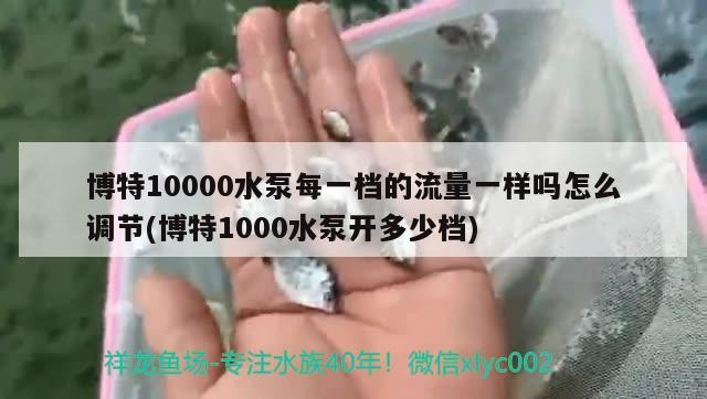 博特10000水泵每一檔的流量一樣嗎怎么調節(博特1000水泵開多少檔)