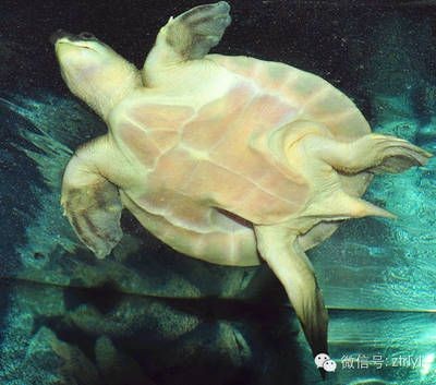 豬鼻龜身上起白點是怎么回事：豬鼻龜頭上長白點怎么回事