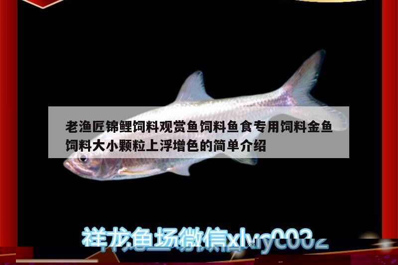 小銀龍魚怎么養(yǎng)及喂養(yǎng)技巧圖片視頻大全(小銀龍魚怎么養(yǎng)及喂養(yǎng)技巧圖片視頻大全)