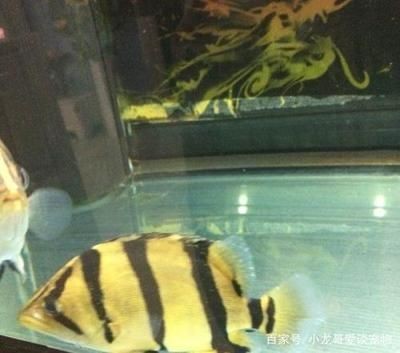 虎魚打架嗎？：虎魚在某些情況下會發生打架的行為解決虎魚打架的方法