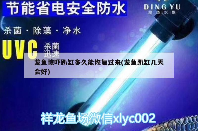 龍魚驚嚇趴缸多久能恢復(fù)過來(龍魚趴缸幾天會(huì)好)