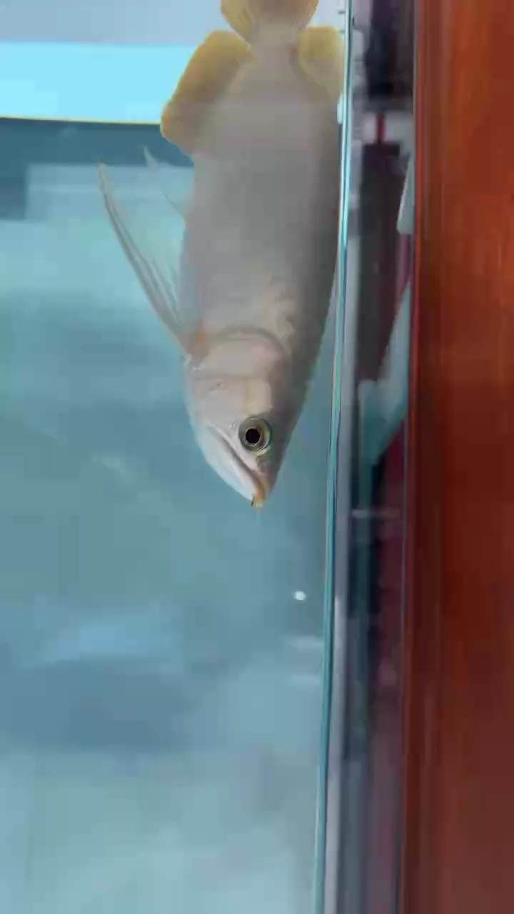 號半怎么看
