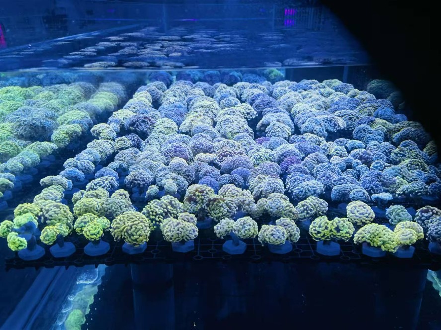 活體珊瑚