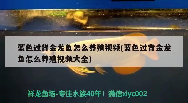 藍色過背金龍魚怎么養殖視頻(藍色過背金龍魚怎么養殖視頻大全)