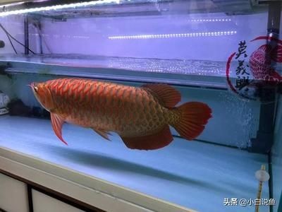 紅龍魚幾年能長到60公分：紅龍魚長到60公分大約需要3到5年時間才能達到60公分的長度