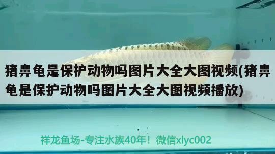 豬鼻龜是保護動物嗎圖片大全大圖視頻(豬鼻龜是保護動物嗎圖片大全大圖視頻播放)