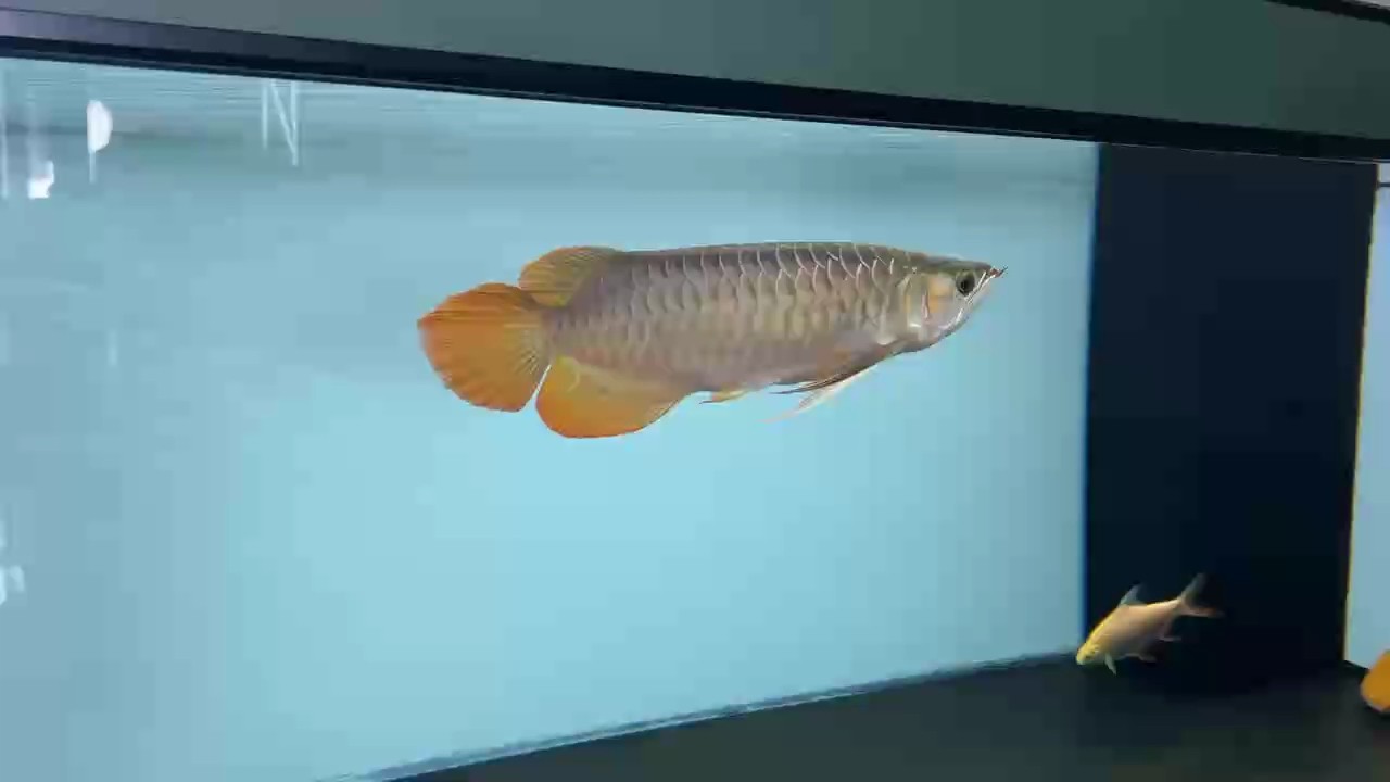 給大魚缸換水的作文:體驗給大魚缸換水的樂趣:體驗給大魚缸換水:給大魚缸換水的作文 用了黑底飼養后,一樣正常用燈,第40天鱗片和腮蓋的表現! 龍魚論壇 用了黑底飼養后,一樣正常用燈,第40天鱗片和腮蓋的表現! 用了黑底飼養后,一樣正常用燈,第40天鱗片和腮蓋的表現! 龍魚論壇