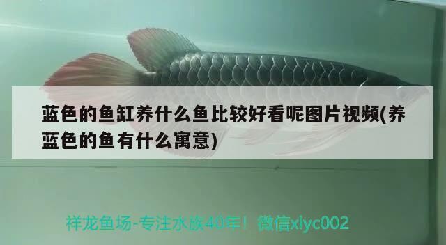觀賞魚 藍色的魚缸養(yǎng)什么魚比較好看呢圖片視頻(養(yǎng)藍色的魚有什么寓意) 金龍魚百科 藍色的魚缸養(yǎng)什么魚比較好看呢圖片視頻(養(yǎng)藍色的魚有什么寓意) 藍色的魚缸養(yǎng)什么魚比較好看呢圖片視頻(養(yǎng)藍色的魚有什么寓意) 金龍魚百科