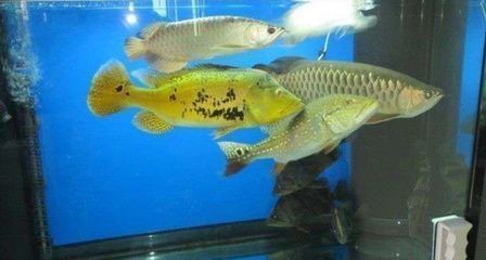 龍魚愛打架嗎vs祥龍魚場：龍魚打架后的處理措施，龍魚打架后的處理，龍魚打架的原因