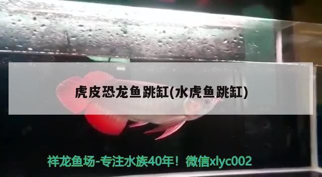價(jià)值高的觀賞魚排名（價(jià)值最高的觀賞魚） 價(jià)值高的觀賞魚排名（價(jià)值最高的觀賞魚） 紅龍魚百科