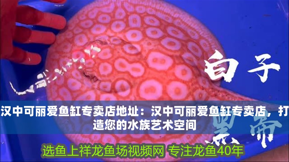 漢中可麗愛魚缸專賣店地址：漢中可麗愛魚缸專賣店，打造您的水族藝術空間