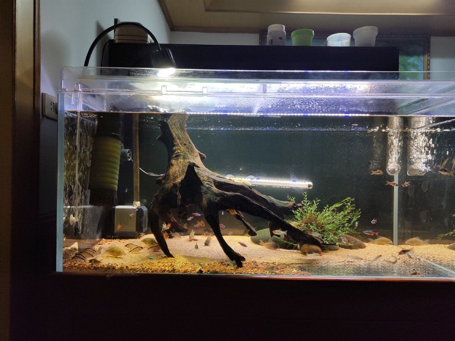 cleair魚(yú)缸怎么樣:cleair魚(yú)缸的質(zhì)量和質(zhì)量處理cleair魚(yú)缸的售后服務(wù) 魚(yú)缸百科 第1張 cleair魚(yú)缸怎么樣:cleair魚(yú)缸的質(zhì)量和質(zhì)量處理cleair魚(yú)缸的售后服務(wù) cleair魚(yú)缸怎么樣:cleair魚(yú)缸的質(zhì)量和質(zhì)量處理cleair魚(yú)缸的售后服務(wù) 魚(yú)缸百科 第1張