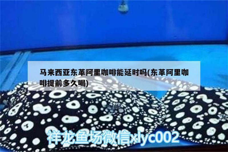 馬來(lái)西亞?wèn)|革阿里咖啡能延時(shí)嗎(東革阿里咖啡提前多久喝)