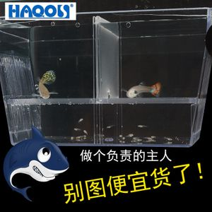 40的魚缸養(yǎng)什么熱帶魚：40厘米的魚缸適合養(yǎng)哪些熱帶魚需要注意什么樣的設(shè)備