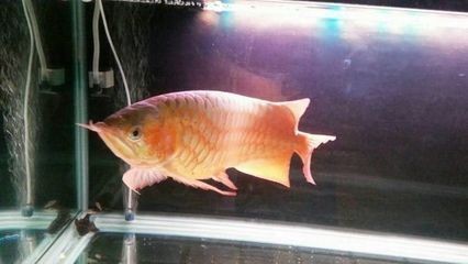 怎么區分紅龍魚的真假：紅龍魚dna測試流程介紹紅龍魚真假鑒別技巧