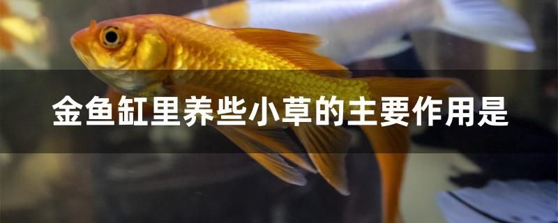 金魚缸里養(yǎng)小草的主要作用是什么