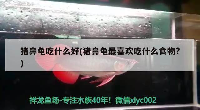 豬鼻龜吃什么好(豬鼻龜最喜歡吃什么食物?)