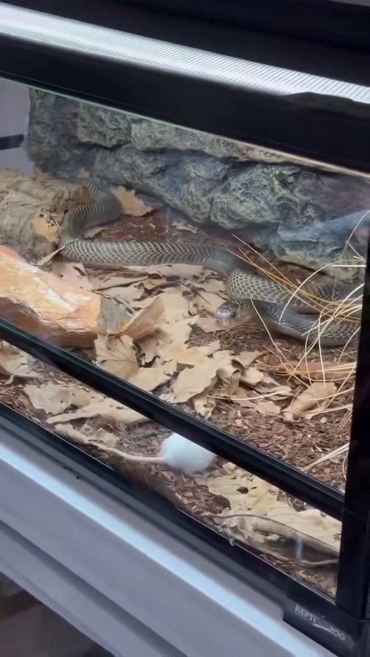魚缸過濾器選購指南:自制魚缸過濾器魚缸上置過濾器對于養(yǎng)魚愛好者的必備知識 菲律賓噴毒,現(xiàn)貨一條單母喜歡收藏眼睛的,可別錯過???? 龍魚論壇 菲律賓噴毒,現(xiàn)貨一條單母喜歡收藏眼睛的,可別錯過???? 菲律賓噴毒,現(xiàn)貨一條單母喜歡收藏眼睛的,可別錯過???? 龍魚論壇
