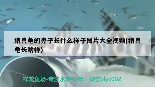 豬鼻龜的鼻子長什么樣子圖片大全視頻(豬鼻龜長啥樣)