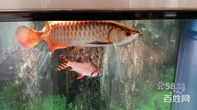 金頭過背金龍魚20厘米能長多大呢：金頭過背金龍魚20厘米的成年體長可達1米以上