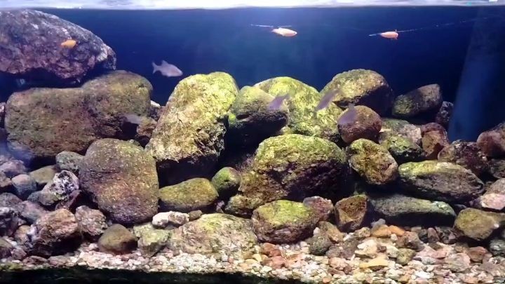 印尼虎魚溫度34°c高么：印尼虎魚溫度多少？