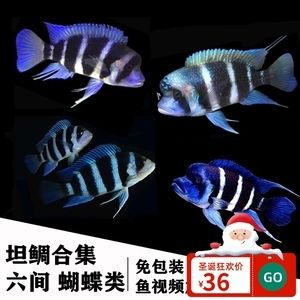 虎魚(yú)蝴蝶鯉混養(yǎng)：虎魚(yú)和蝴蝶鯉可以混養(yǎng)嗎