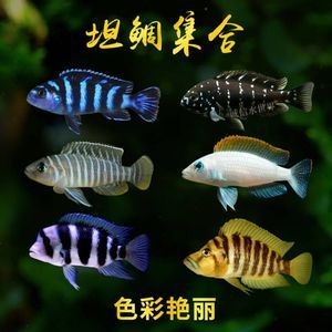 虎魚(yú)蝴蝶鯉混養(yǎng)：虎魚(yú)和蝴蝶鯉可以混養(yǎng)嗎