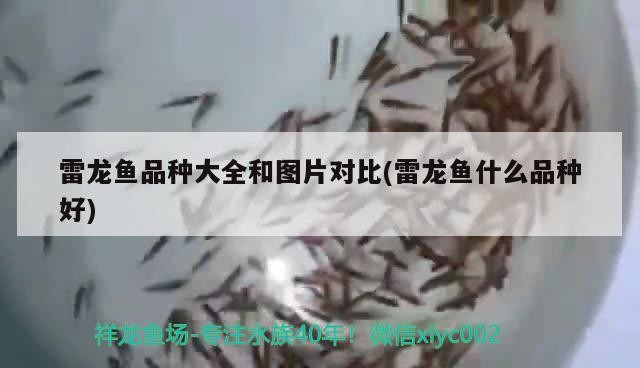 雷龍魚品種大全和圖片對比(雷龍魚什么品種好)