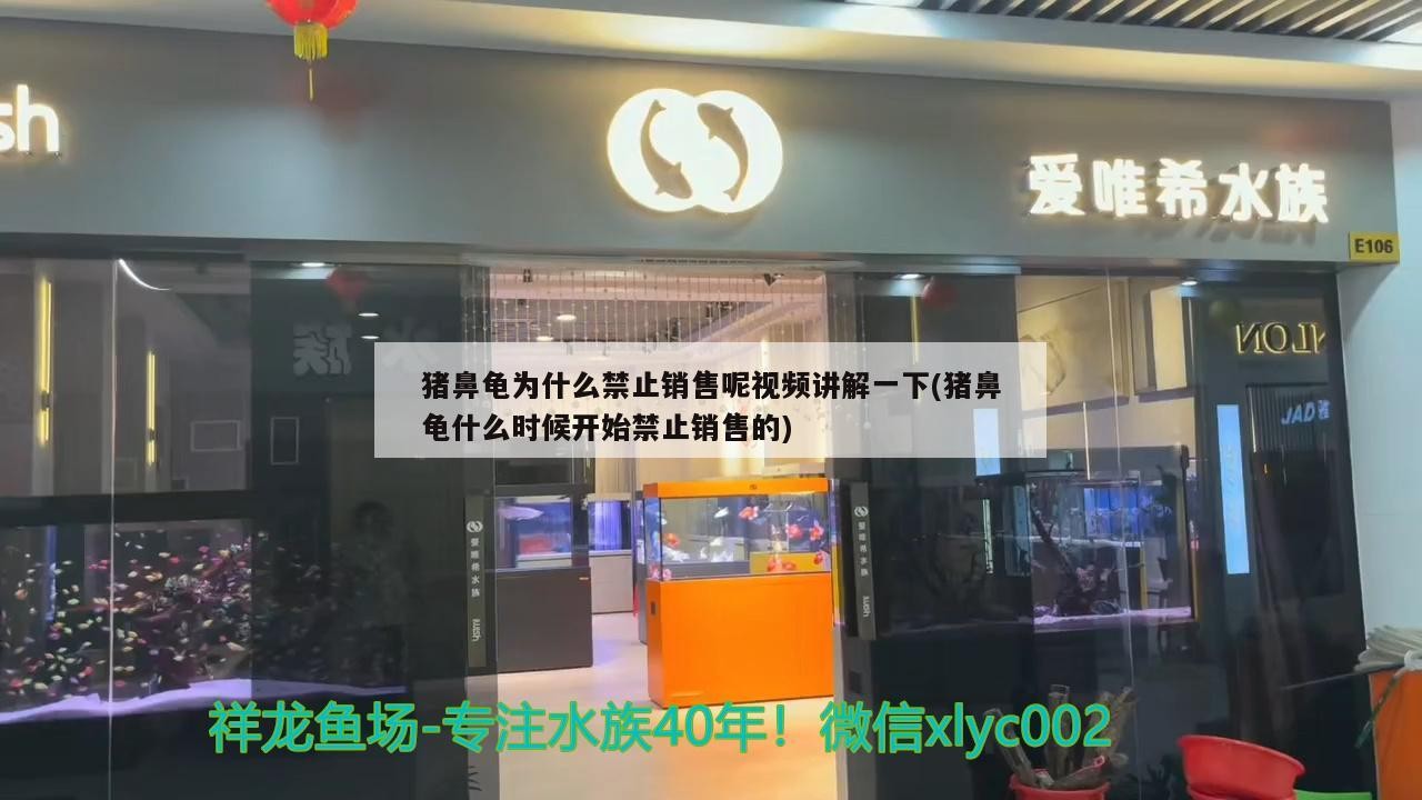 豬鼻龜為什么禁止銷售呢視頻講解一下(豬鼻龜什么時(shí)候開始禁止銷售的)