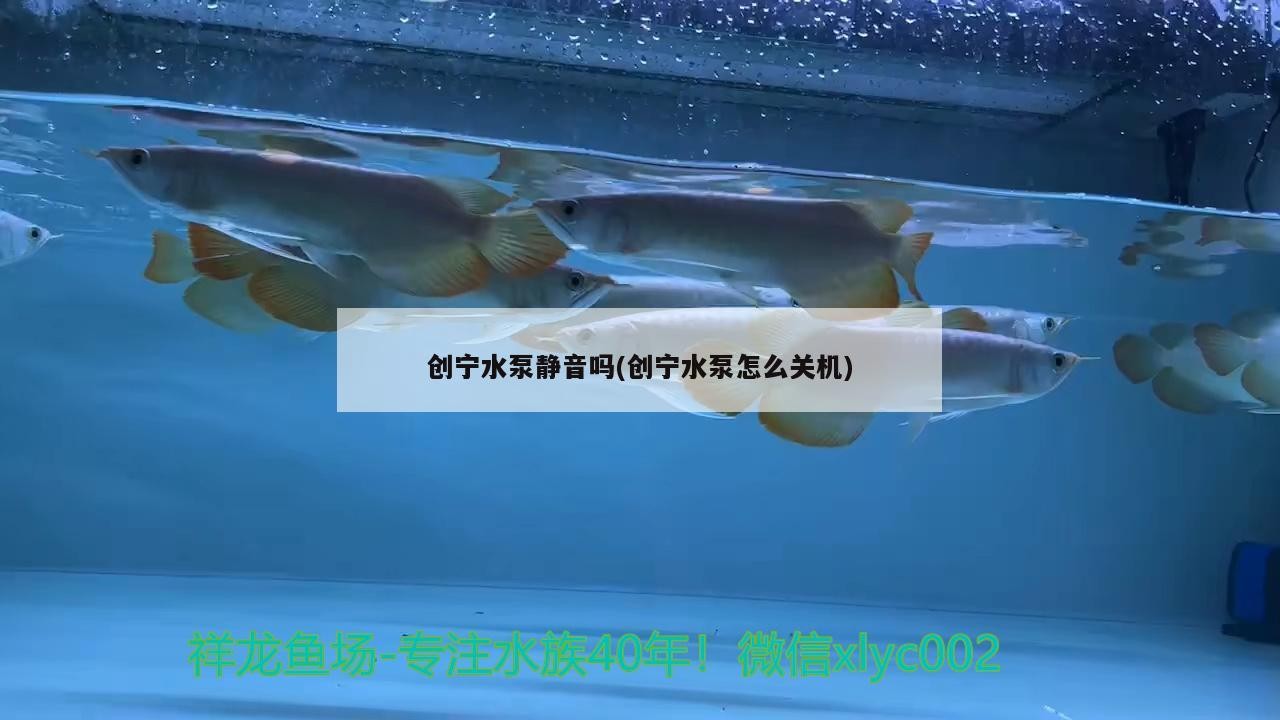 創寧水泵靜音嗎(創寧水泵怎么關機)