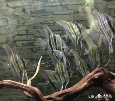 繁殖觀賞魚生意怎么樣（繁殖觀賞魚生意有優(yōu)勢也有挑戰(zhàn)）