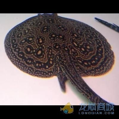 白紋黑帝魟魚生下來多大：白紋黑帝魟魚的初始大小