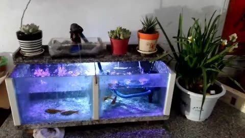 80魚缸養幾條蝴蝶鯉：27篇80魚缸養幾條蝴蝶鯉合適蝴蝶鯉的飼養方法