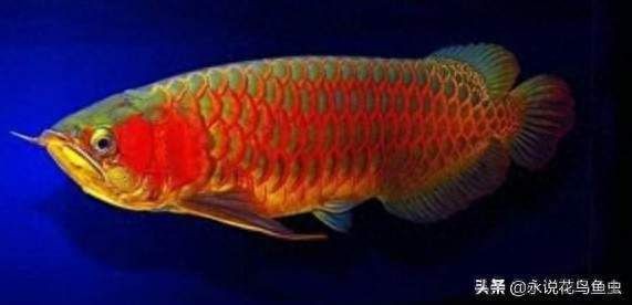 最大的紅龍魚品種排名第一：最受歡迎的紅龍魚品種排名解析
