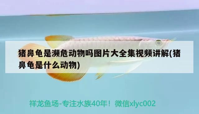 豬鼻龜是瀕危動(dòng)物嗎圖片大全集視頻講解(豬鼻龜是什么動(dòng)物)