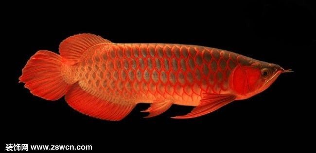 辣椒紅龍魚的市場(chǎng)價(jià)格：辣椒紅龍魚市場(chǎng)價(jià)格一般是多少？